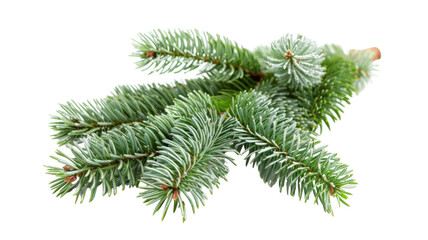 Isolated Fir Tree Branch on a White Background Perfect for Christmas Decor and Nature-Themed Designs