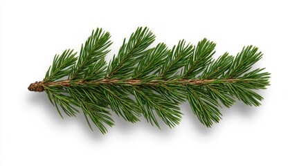 A photostock images of a pine branch, isolated on white background, High Quality
