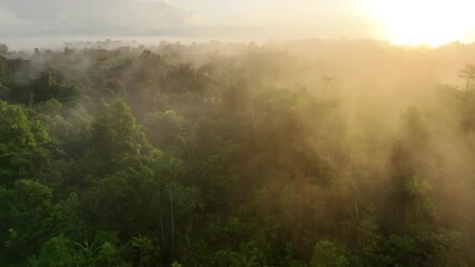 Aerial view of lush tropical forest at dawn with mist and serene atmosphere, Siberut Island, Indonesia.