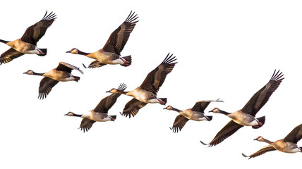 Obraz premium A Flock of Birds in Flight Against a Crisp White Background for Nature and Wildlife Themes