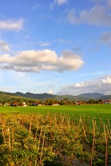 Fototapeta premium Beautiful countryside landscape featuring lush green fields, a clear blue sky, and distant mountains.