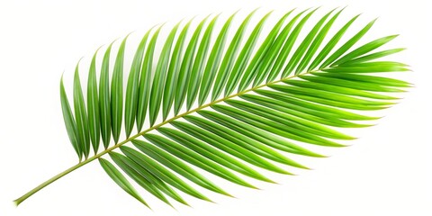 Obraz premium Palm Leaf Isolated on White Background, tropical, foliage