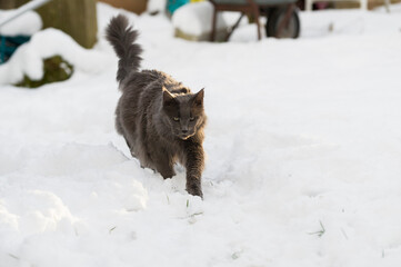 Maine Coon Kater l&auml;uft durch den Schnee im Garten