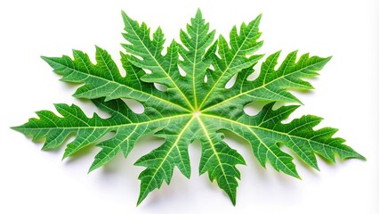 Fresh papaya leaf reflection on white background