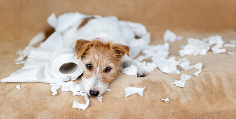 Naughty mischievous dog after chewing toilet paper, puppy hyperactivity