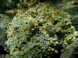 Orange-red boring sponge (Cliona carteri) undersea, Aegean Sea, Greece, Halkidiki, Kakoudia beach
