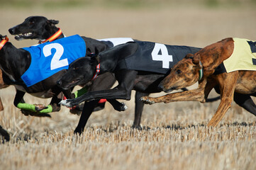 Greyhound race at field