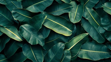 Obraz premium Lush Green Tropical Leaves with Prominent Veins
