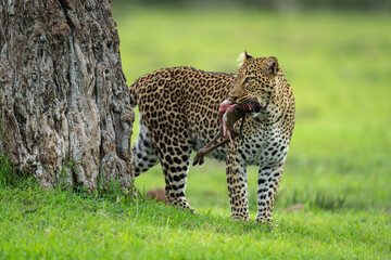 Female leopard stands by tree holding kill