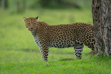 Female leopard stands by tree turning head