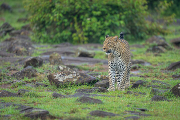 Female leopard stands among rocks turning head