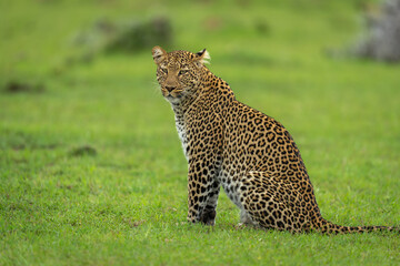 Female leopard sits on grass looking round