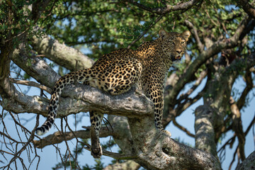 Female leopard sits on branch dangling leg
