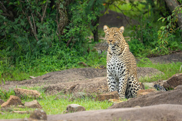 Female leopard sits among rocks near bushes