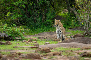 Female leopard sits on rocks near bushes