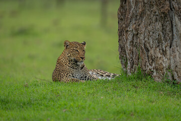 Female leopard lies at foot of tree
