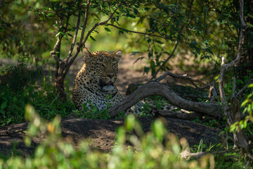 Female leopard lies behind branch in bushes