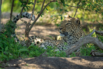 Female leopard lies behind branch cocking head