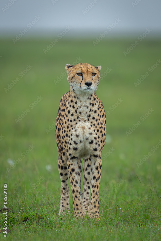 Poster Female cheetah stands on grassland staring ahead