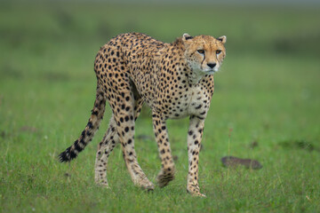 Female cheetah walks across grass past rock