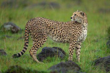 Female cheetah stands turning to look back