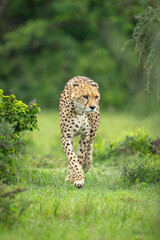 Female cheetah walking towards camera lifting forepaw © Nick Dale