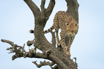 Female cheetah stands staring down from tree