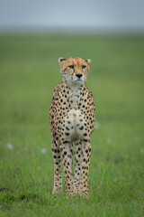Female cheetah stands on grassland staring ahead