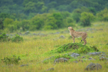 Female cheetah stands on grassy termite mound
