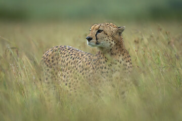 Female cheetah stands on grass turning head