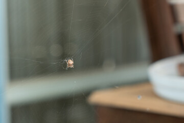 A spider spins a web in a house and waits for its prey in the middle of the web.
