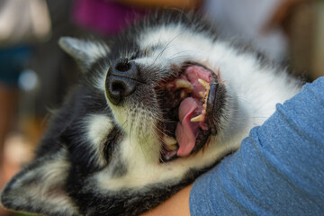 Obraz premium A happy dog is the best kind of company