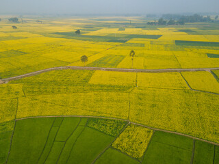 Aerial view of mustard flowers garden in rural area with vibrant yellow fields and a winding road, Sirajganj, Bangladesh.