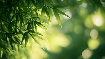 Obraz premium Close-up of Green Bamboo Leaves with a Blurred Green Background