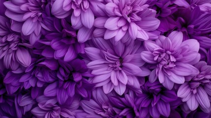 Obraz premium A stunning array of purple chrysanthemum flowers, showcasing vibrant purple petals in full bloom, creating a mesmerizing and colorful floral display.