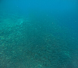 school of sardine fish forming over reef  in Oslob Cebu Philippines - Concept of Nature, Travel, Animal, Tourism, Must Do, Snorkeling