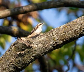 Brown Creeper