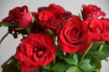 Obraz premium 赤いばら