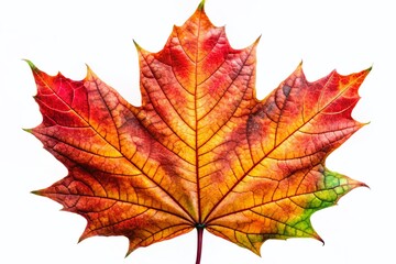 Fototapeta premium Closeup of Maple Leaf Texture on White Background - Nature's Intricate Details for Design and Art