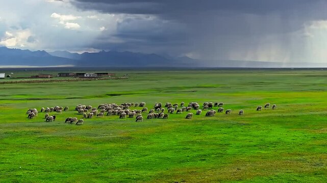 Sheeps grazing in grassland pasture. Aerial view of green grassland and sheeps scenery in Xinjiang, China.