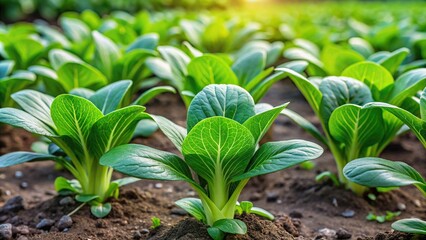 Pak choi growing from seeds tutorial