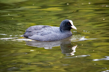 Eurasisches Blässhuhn in der Natur