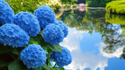 Blue Hydrangeas Bloom Near a Tranquil Pond
