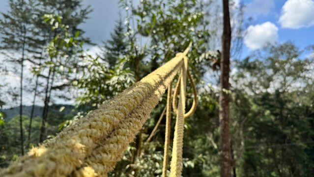 Laso, tree cutting, work, lazo, work