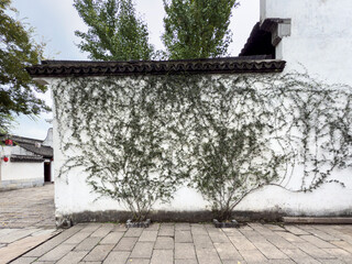 Serene Urban Setting with Ivy-Covered Wall and Cobblestone Pathway