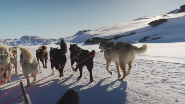 Snow-Covered Greenland Landscape With Huskies Pulling Sled From Rear View