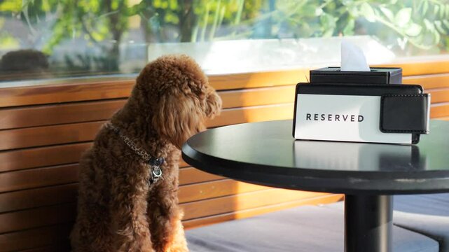 !Seated at restaurant table brown toy poodle gazes around with curiosity small stylish dog breed. Toy poodle beautiful brown bundle of curls sits at restaurant table sophisticated dog breed.