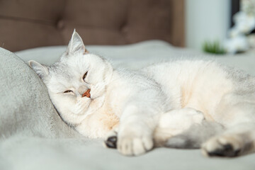 A British shorthair silver cat sleeps on a gray blanket.