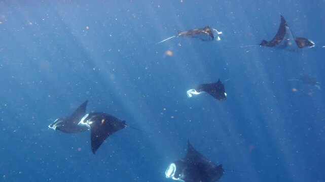 Manta Rays Gliding Together In Illuminated Water