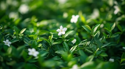 A Single White Flower in a Lush Green Bush